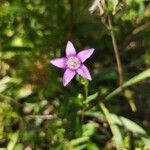 Gentianella germanica Λουλούδι