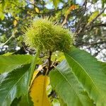 Castanea sativa Mbuma