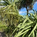 Cordyline australisЛіст