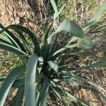 Pancratium maritimum Habit