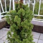 Picea laxa Folha