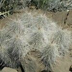 Echinocereus longisetus List