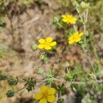 Potentilla argenteaᱵᱟᱦᱟ