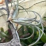 Tillandsia intermedia Blad