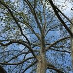 Platanus mexicana Агульны выгляд