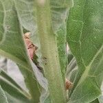 Verbascum densiflorum Bark