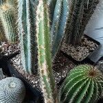 Corryocactus aureus Hábito
