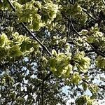 Ulmus glabra Flower