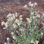 Pseudognaphalium undulatum Flower