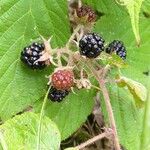 Rubus nigricans 果實