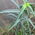 Aloiampelos striatula Hostoa