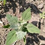 Atriplex laciniata पत्ता