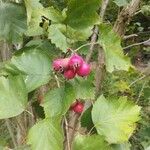 Crataegus coccinea Ffrwyth