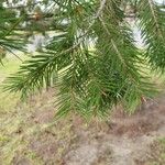 Pseudotsuga menziesii Levél
