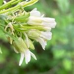 Pseudoturritis turrita Flower