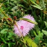 Mimosa pudica Flower