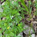 Trifolium campestre Lapas