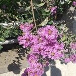 Lagerstroemia indica Květ