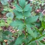 Pimpinella majorDeilen