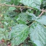 Rubus elegantispinosus Folha