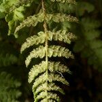 Woodsia ilvensis 葉