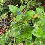 Pentaglottis sempervirens Blad