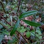 Ptychotis saxifraga Likasa