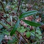 Ptychotis saxifraga Leaf