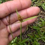 Cyperus polystachyos 花