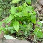 Commelina benghalensisBlad