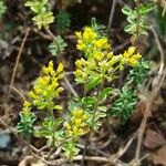 Alyssum bertolonii Virág