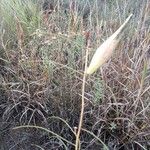 Asclepias engelmanniana Плод