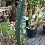 Cereus hildmannianus Fulla