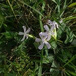 Saponaria officinalis Mosusu