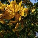 Senna surattensis Blomst