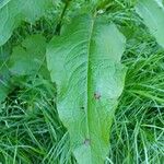 Rumex conglomeratus Blatt