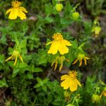 Hypericum cerastoides Blodyn