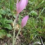 Colchicum alpinum Habit