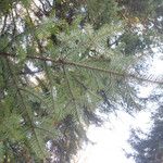 Abies alba Blad