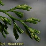 Asplenium fissum Alia