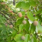 Cornus kousa Frucht