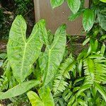 Alocasia longiloba 葉