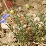 Linum leonii Habit