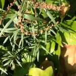 Amaranthus muricatus Blomma