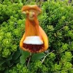 Calceolaria uniflora autre