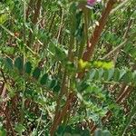 Indigofera heterantha Leaf