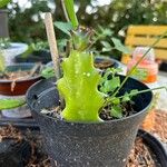 Euphorbia lactea Leaf