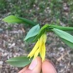 Uvularia grandiflora Λουλούδι