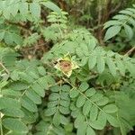 Rosa roxburghii Leaf