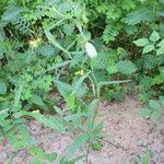 Crotalaria sagittalis Alkat (teljes növény)